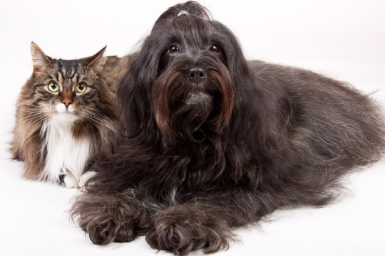 Patim Güvende Sigortası