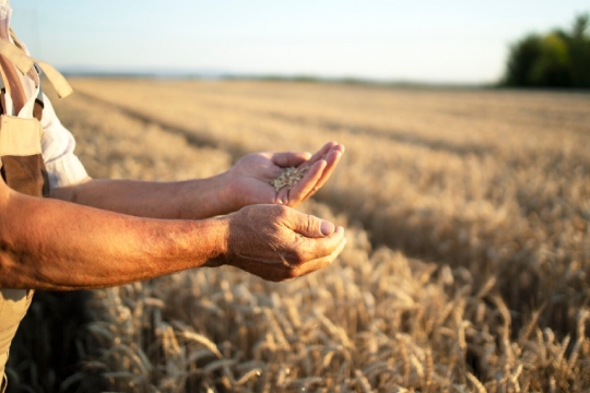 Devlet Destekli Alacak Sigortası